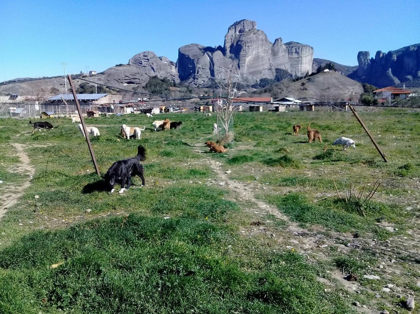 Αντιπρόσωποι της Greek Animal Rescue UK στον Φιλοζωικό Καλαμπάκας 