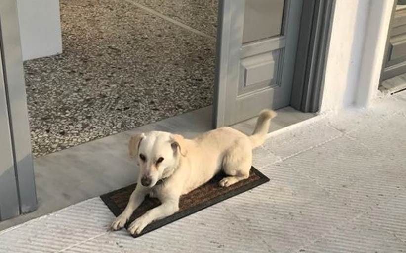 Φιλοζωικός Σύλλογος Καλαμπάκας:  Συμπαθέστατο σκυλάκι έφαγε φόλα και πάλι το Καστράκι...