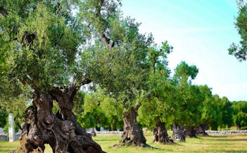 Οι ελιές στη Μεσόγειo χτυπήθηκαν από θανάσιμη ασθένεια - Απειλή και για την Ελλάδα