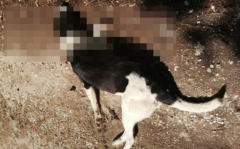 Συνεχίζεται η εξόντωση σκυλιών στο Καστράκι!
