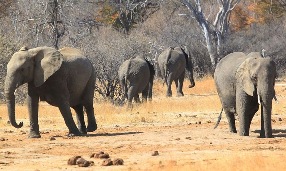 Μποτσουάνα: Διεθνής κατακραυγή για το θάνατο 350 ελέφαντων