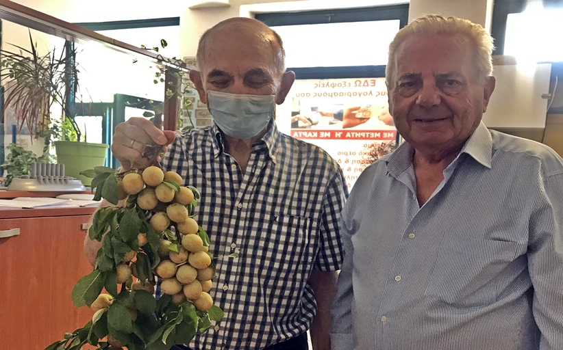 ¨Καραγκούνικα δαμάσκηνα¨