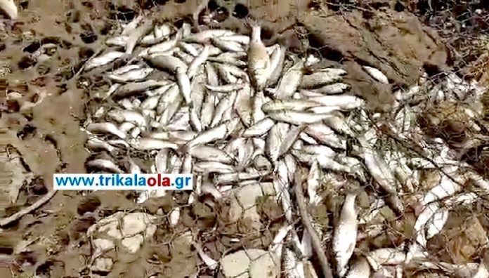 Τρίκαλα: Τεράστιο οικολογικό έγκλημα στον Πηνειό με χιλιάδες νεκρά ψάρια! (βίντεο)
