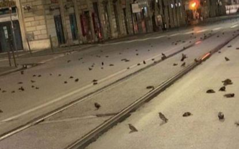 Ρώμη: «Σφαγή» πτηνών από τα πυροτεχνήματα