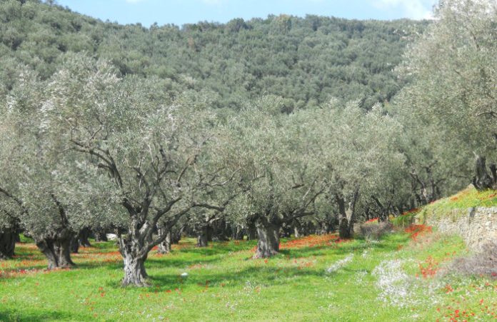 ΔΗΜΟΣ ΜΕΤΕΩΡΩΝ: Υποβολής δηλώσεων για ζημιές σε ελαιόδεντρα