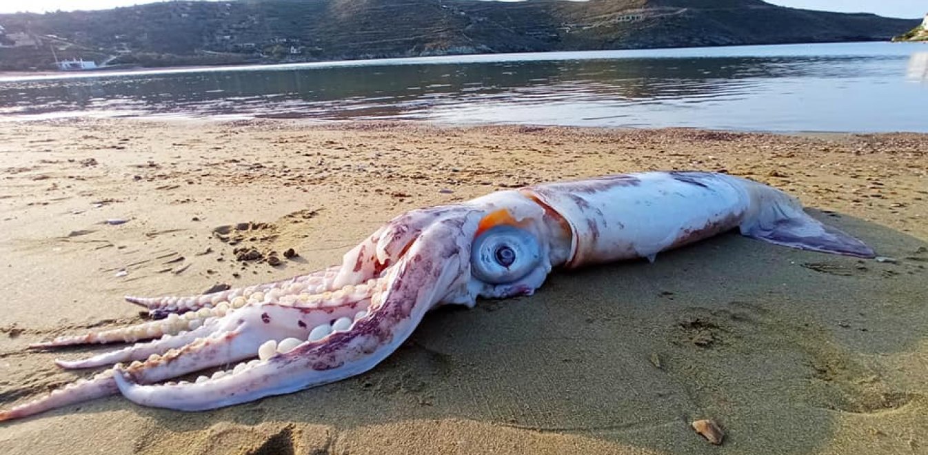 Θράψαλο γίγας ξεβράστηκε στην Τζιά
