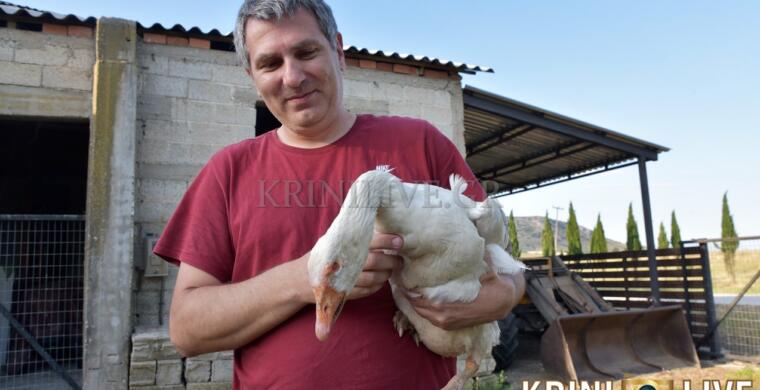 Η γηραιότερη χήνα στον κόσμο είναι 38 ετών, ζει στην Πηνειάδα Τρικάλων και διεκδικεί μια θέση στο βιβλίο γκίνες!!!