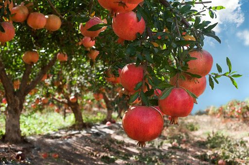 KINHMA ΑΛΛΑΓΗΣ Ν.Ε. ΤΡΙΚΑΛΩΝ: Οι καλλιεργητές ροδιάς σε απόγνωση…