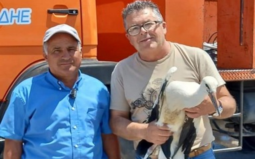 Μια «αυτοδιοικητική» διάσωση νεοσσού πελαργού στα Τρίκαλα