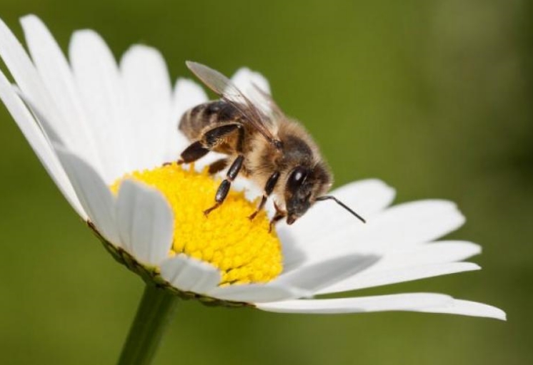 Προστασία μελισσών από χημικούς ψεκασμούς   