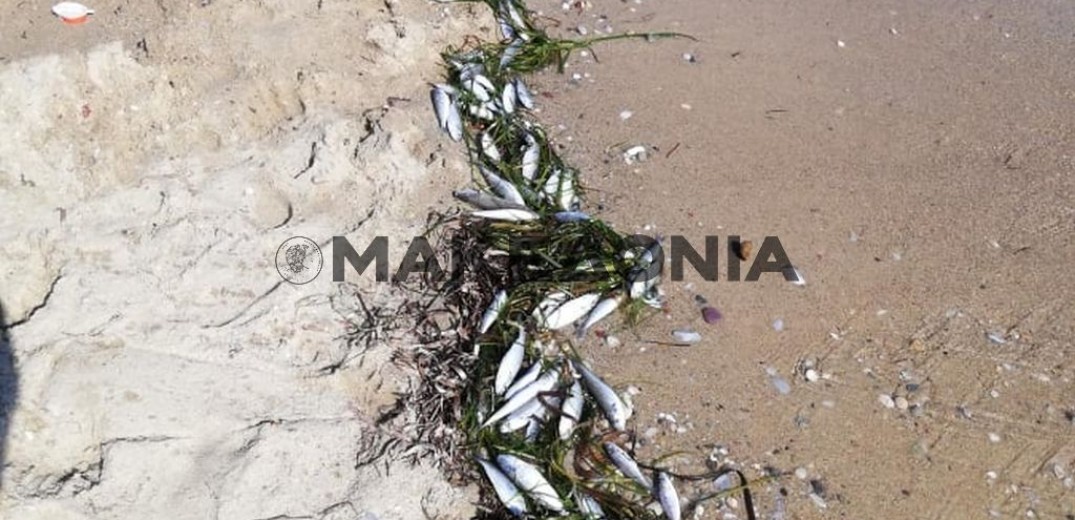 Ξεβράζει νεκρά ψάρια η θάλασσα στη Χαλκιδική