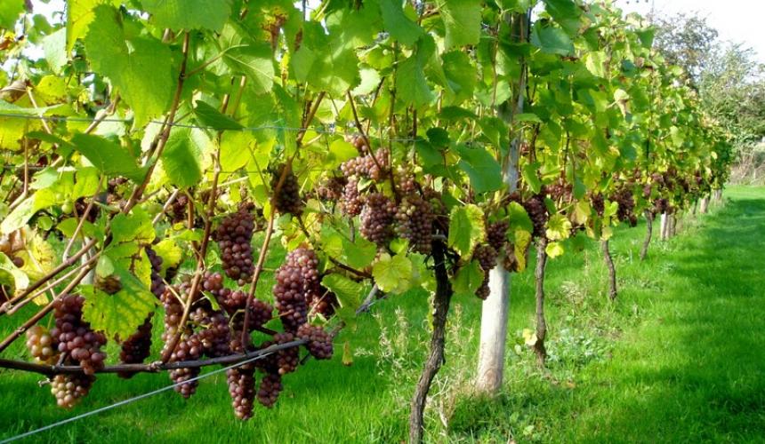 Διαχείριση αδειών για νέες αμπελοφυτεύσεις για το έτος 2022