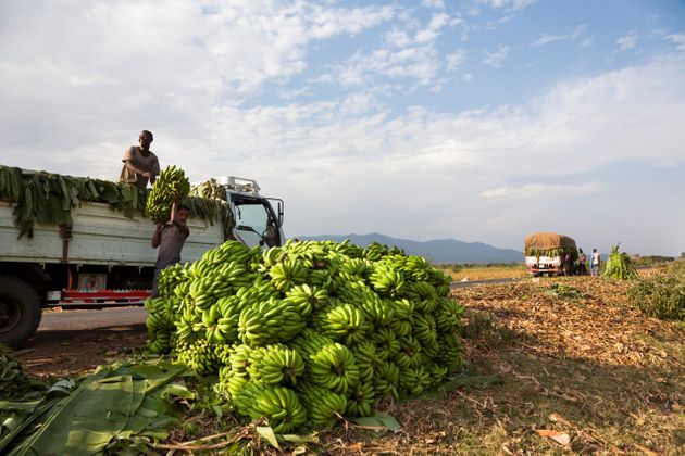 «Ψευτο-μπανάνα» Αιθιοπίας: Η νέα υπερτροφή που θα σώσει τον κόσμο