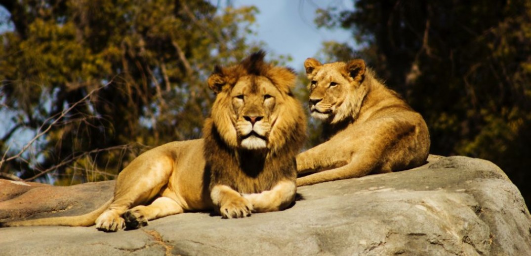 ΔΙΕΘΝΗ  Νότια Αφρική: Πούμα και λιοντάρια μολύνθηκαν από κορονοϊό