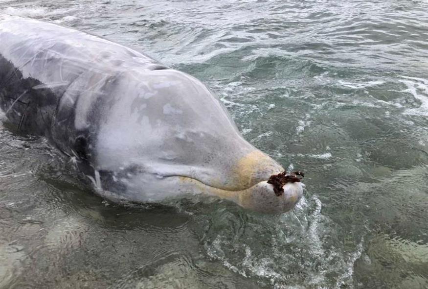 Κέρκυρα: Πώς έσωσαν τις τρεις ραμφοφάλαινες