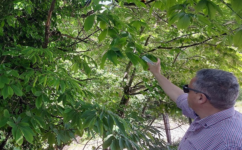 Προστασία της καστανοκαλλιέργειας από την Περιφέρεια Θεσσαλίας