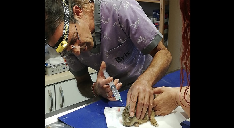 Τραυματισμένο λαγουδάκι εντόπισε κτηνοτρόφος της περιοχής μας και μερίμνησε για την περίθαλψή του, με τον κτηνίατρο Ι. Θεοδώρου
