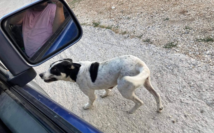 Ευχαριστήριο: 