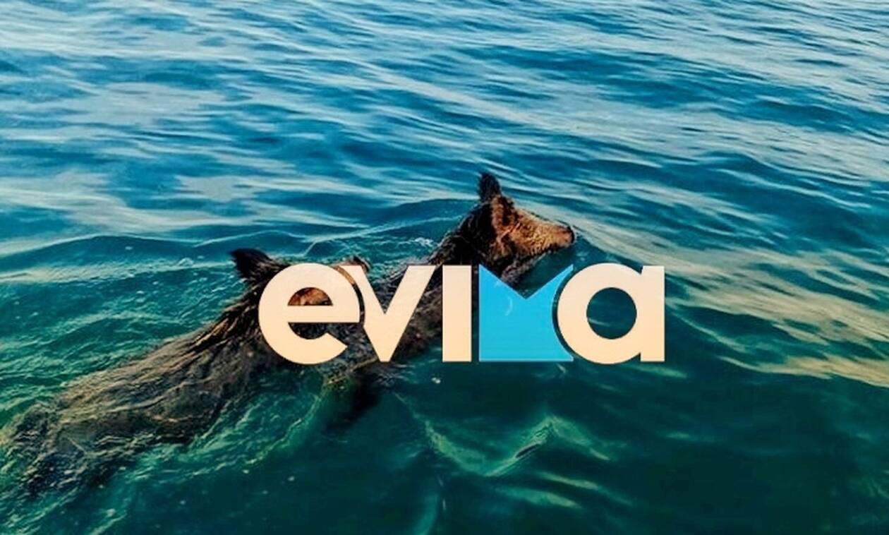 Αγριογούρουνα κολυμπούσαν στην παραλία της Χαλκίδας