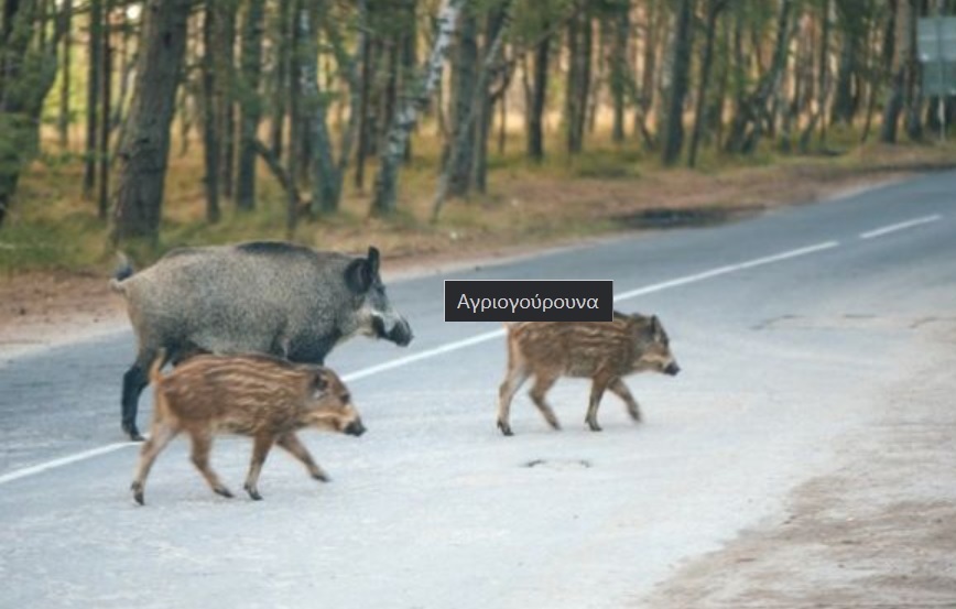 Αδιανόητο τροχαίο με δύο νεκρούς και τέσσερις τραυματίες...