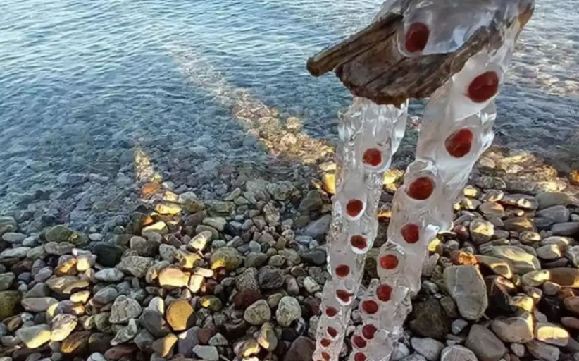 Δεν είναι μωβ μέδουσα – Με αυτό το νέο, περίεργο θαλάσσιο ον ασχολούνται οι λουόμενοι στην Πάτρα