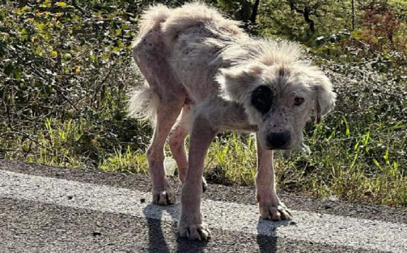 Δύο σκυλιά να περιμένουν...ποιόν