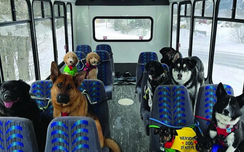Απίθανοι σκύλοι στην Αλάσκα παίρνουν το λεωφορείο ...