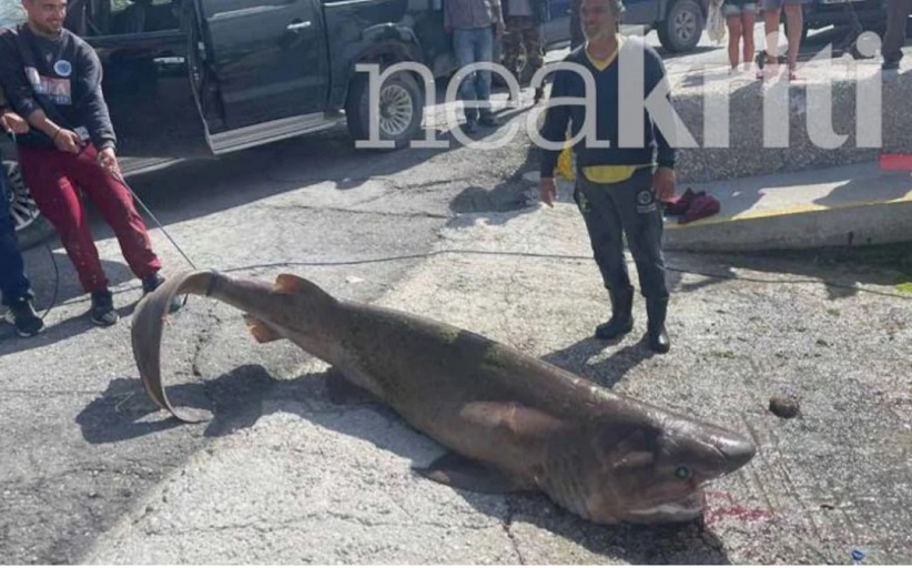 Ιεράπετρα: Δικογραφία σε βάρος των ψαράδων που έπιασαν το καρχαριοειδές...