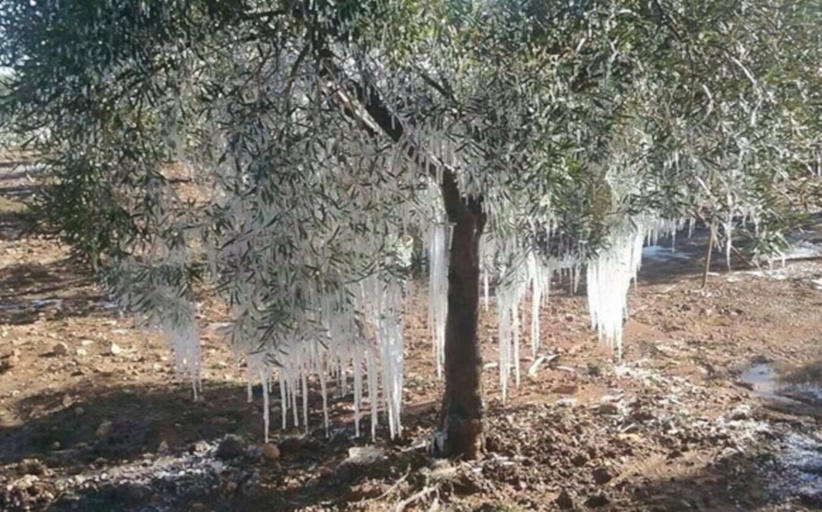 Αίτηση ενίσχυσης για καλιέργειες ελιάς που έχουν υποστεί ζημιά από παγετό....