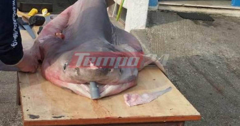 Ρίο-Αντίρριο: Έπιασαν καρχαρία 3 μέτρων στον Κορινθιακό κόλπο!