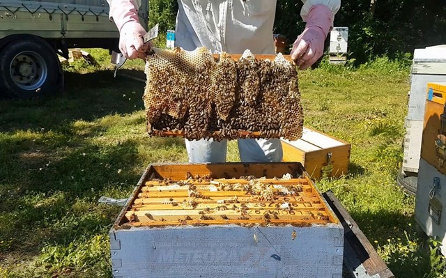 ΠΕ ΤΡΙΚΑΛΩΝ: Υποβολή αιτησεων απο Μελισσοκόμους