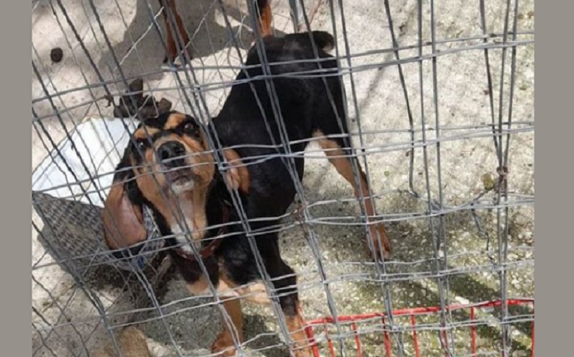 Βρέθηκε θυληκό κυνηγόσκυλο στην Πεύκη Καλαμπάκας.