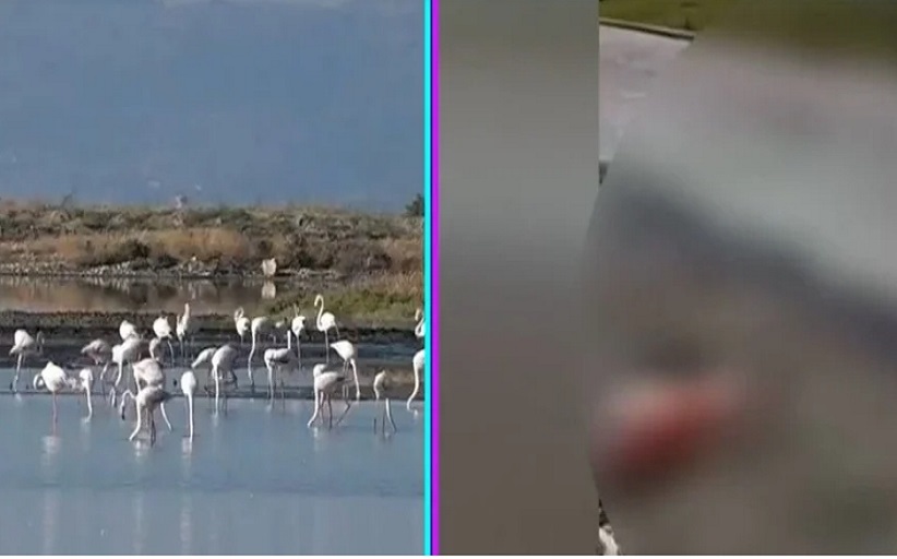 Αποκαρδιωτικές εικόνες στο Μεσολόγγι: Νεκρά φλαμίνγκο από καλώδια ηλεκτροδότησης