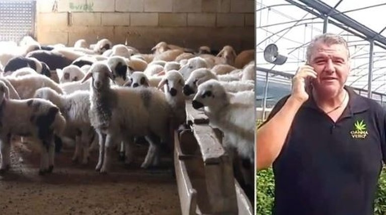 Τρελάθηκαν από τη χαρά τους τα πρόβατα που έφαγαν την κάναβη στον Αλμυρό: 