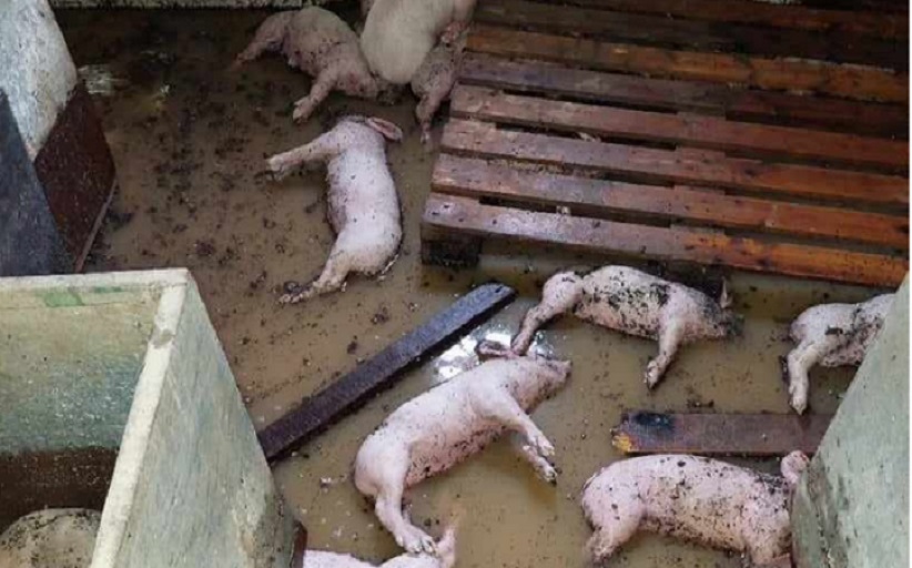 Συνεχίζονται οι καταγγελίες για μεταφορά νεκρών ζώων στον ΧΥΤΑ