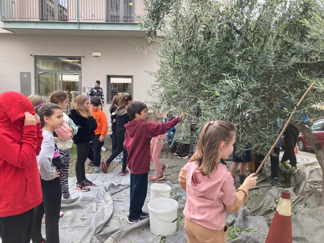 Παραδοσιακό μάζεμα ελιάς στη Βιβλιοθήκη από τους μικρούς μαθητές του 3ου Δημοτικού Σχολείου