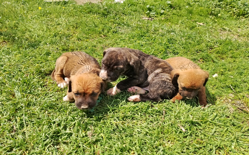 Πέντε αδέσποτα κουταβάκια εντοπίστηκαν στην Αύρα...