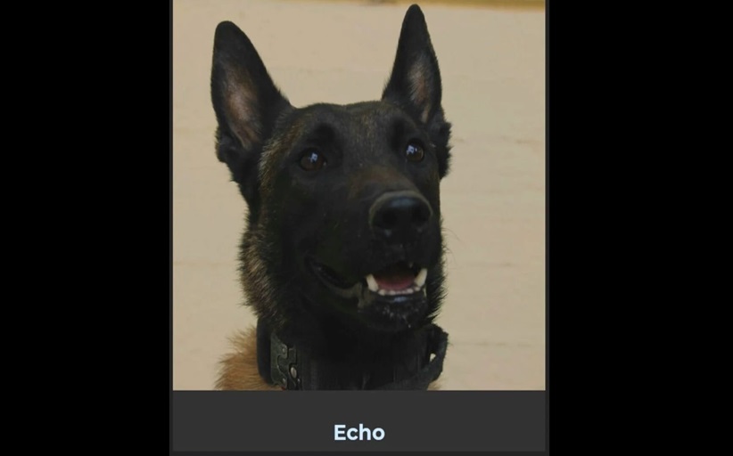 Αυτός είναι ο Echo, ο εκπαιδευμένος σκύλος που βρήκε τη σορό του Μπάμπη - Θα βραβευτεί