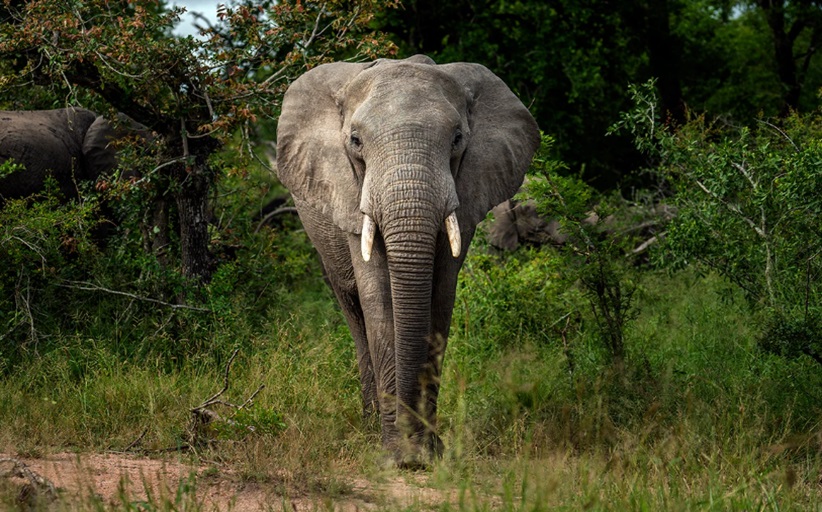 Ο αφρικανικός ελέφαντας το πιο δυνατό ζώο του πλανήτη με βάση την τεχνητή νοημοσύνη
