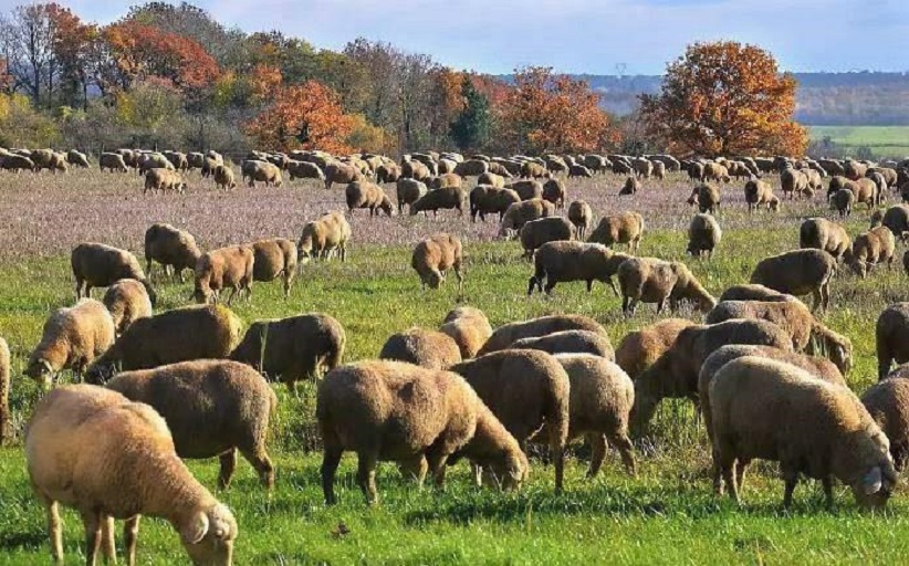 ΚΕΝΑΚΑΠ:  Συμμετοχή κτηνοτρόφων σε τεχνική διακρατική συνάντηση στην Ιταλία τον Ιούνιο