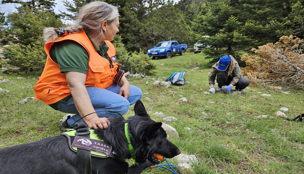 Περιστατικό με νεκρό Χρυσαετό στα Βόρεια Βαρδούσια...