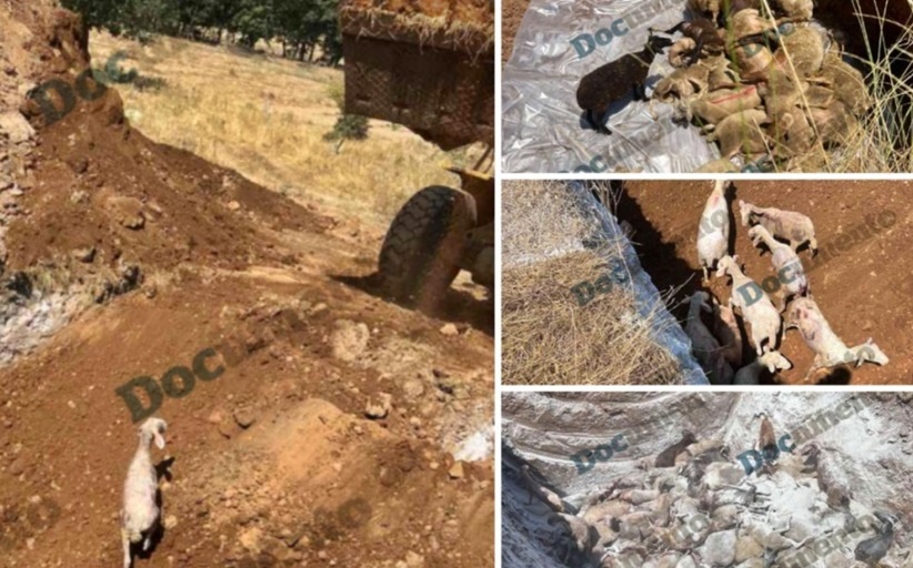 Συναγερμός στα Τρίκαλα για την πανώλη: Έθαψαν ζωντανά αιγοπρόβατα – Κίνδυνος για τη δημόσια Υγεία (Photos)