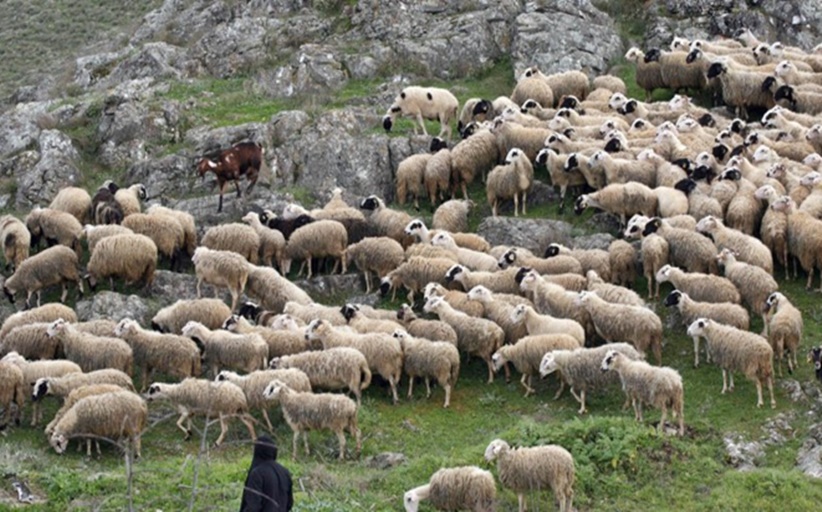 Εκατό και πλέον Κτηνίατροι, θα ασχοληθούν με το θέμα της Πανώλης των Μηρυκαστικών - Υποστελεχωμένη η υπηρεσία της Καλαμπάκας