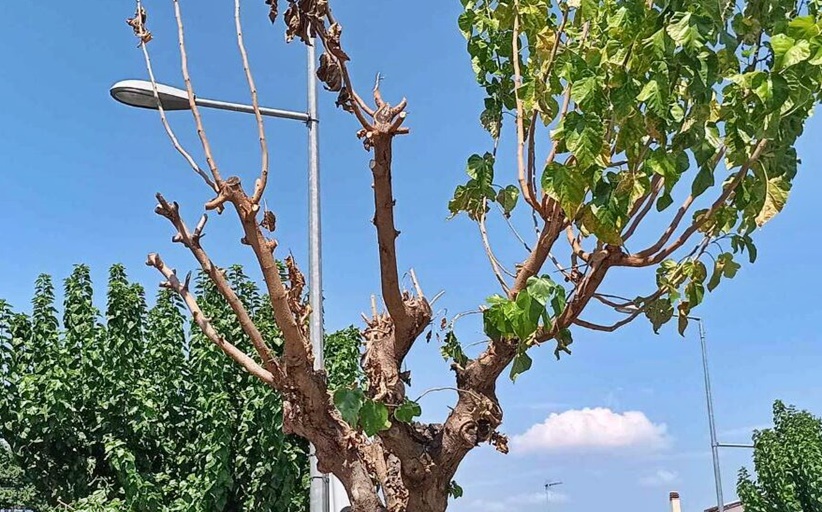 Αμεσα μέτρα από τον Δήμο Τρικκαίων για το «σκαθάρι της μουριάς»