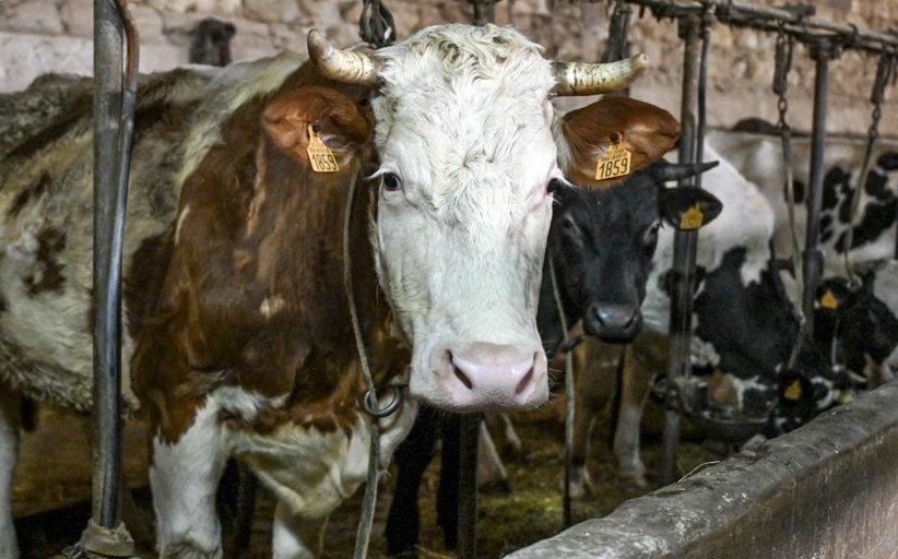 Ολλανδία : Ευρωπαϊκό κονδύλι 700.000.000 ευρώ για εθελοντικό κλείσιμο κτηνοτροφικών μονάδων