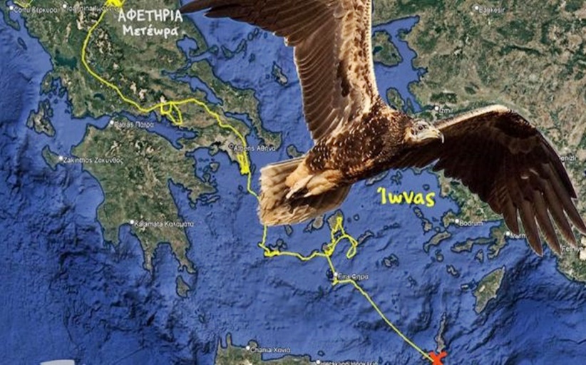 Χάθηκε το σήμα του Ασπροπάρη “Ίωνα” που γεννήθηκε στα Μετέωρα