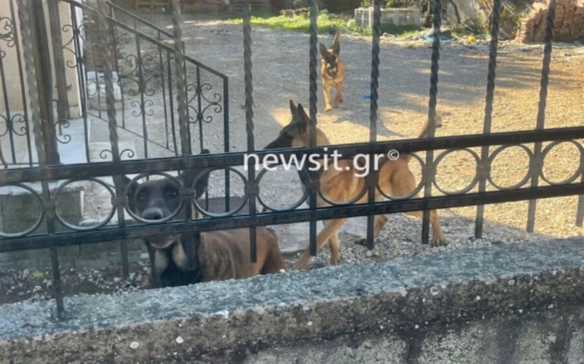 Σκυλιά διαμέλισαν 70χρονη στον Τύρναβο  – Τι λέει ο γιος της...