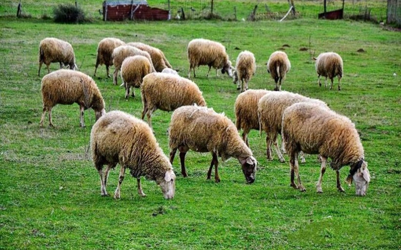 Σε κινητοποίηση στη Λάρισα την Πέμπτη οι Κτηνοτρόφοι όλης της Θεσσαλίας....Ανακοίνωση