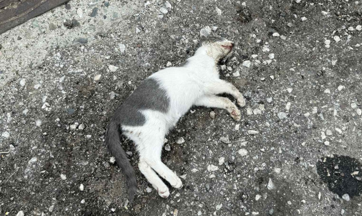 Θανατώθηκε κι άλλο γατάκι με φόλα στο Καστράκι...