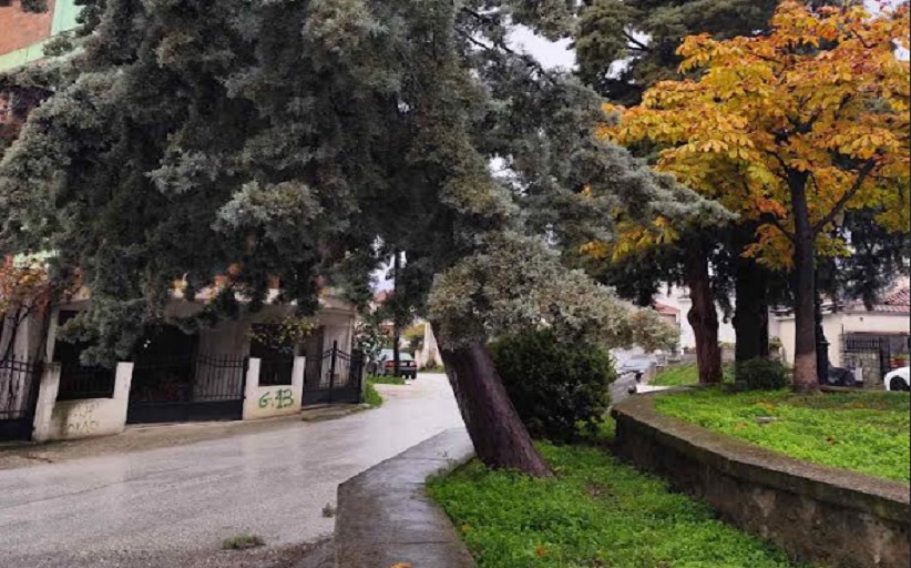Δήμος Μετεώρων: Απομάκρυνση επικίνδυνων δέντρων από την πλατεία  Μητέρας